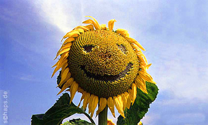 Wonnenblume von Andreas Schaps